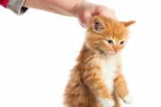 【注意喚起】猫の首根っこをつかむ行為、実はやっちゃダメ！と獣医さんが警告　→　その理由が納得しかなかった…