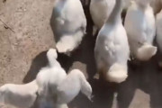 鳥を見て「人間でもこういう子っているよね…」と思うとき