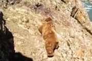 世界のバカッター。岩山を登るクマさんに石をぶつけて落下させ喜ぶ野郎たちの動画がひどい。