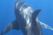 ホホジロザメの体に謎の巨大な噛み痕、写真公開で話題に