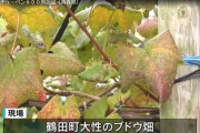 【あぁ‥】青森、ブドウ畑からスチューベン６００房窃盗