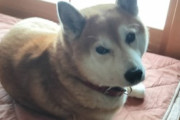 【画像】なんか最近、イッヌの元気がない・・・