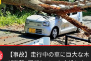 【事件】道路に木がいきなり倒れて車を直撃する姿がこちらwwwwwww