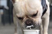 「スタバには、犬用の裏メニューがある！」→人間用と同じものを提供していた事が判明