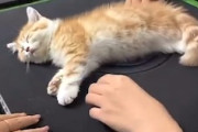 【ネコ】麻雀卓のど真ん中で熟睡してしまった子猫(*´д｀*)