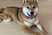 【画像】柴犬の13キロって巨柴？ それとも肥満柴なの？