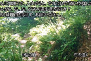 【疑問】山で遭難したら登れ←これの理由って何？