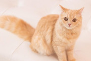 【ねこの日】ついに“猫型ロボット”爆誕？「猫を飼いたくても飼えない」猫好きの願いがAIで現実に