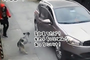 窃盗犯に脅されていた少女を犬が救う。男の乗る車に立ちはだかる