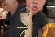 【画像】シャコを食べようとした女性客、シャコに逆襲され咽び泣く
