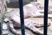 【動画】中国、動物園のトラが痩せ細って死にかけているのに放置！来園客もトラを心配…