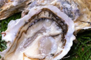 当たる牡蠣と当たらない牡蠣の違いは？ 鮮度？