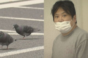 ハトを1匹轢き殺したタクシー運転手、逮捕される！  「道路は人間のもので避けるのはハトの方だ」と供述