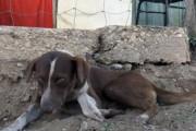【メキシコ】炭鉱事故で亡くなった飼い主に再び会えることを信じて、3週間以上毎日炭鉱に通い続ける犬