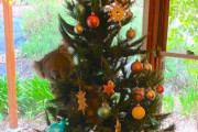 帰宅したら本物のコアラがクリスマスツリーでくつろいでたんだけどｗｗｗｗｗ