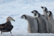 ペンギンの赤ちゃんズｖｓ空の肉食スパイ！ 海外の反応