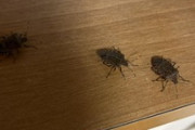【虫注意】ワイの家、カメムシが多すぎる（※画像あり）