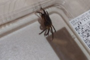家の中にカニが入ってくるんだけどどっから入ってくるのかわからん（※画像あり）