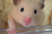 ハムスター系男子「ほっぺに食べ物貯めちゃう癖やめたい」