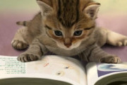 頭がいい人ほど本を大量に本を読んでいる事実