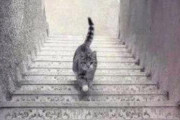【画像】この猫は階段を登ってるか降りてるかが世界的議論にｗｗｗｗｗｗｗｗｗｗ