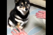「犬騙し、再び。」簡単なトリックに引っかかっちゃうワンちゃんまとめ 海外の反応
