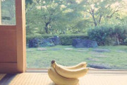 【画像】緑豊かな縁側にバナナが！！センス抜群でワロタｗｗｗ