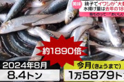 千葉県銚子市でイワシが大漁。去年の1800倍も獲れるので獲れるだけ獲ってカスみたいな値段で売るゾ