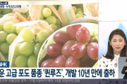 韓国人「韓国は盗み準備中ｗｗｗ」日本、新たな高級ブドウ品種「クイーンルージュ」を開発、10年ぶりに出荷　韓国の反応