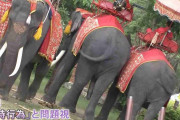 タイ名物“ゾウ乗り”は「虐待」か？観光地パタヤには“背中へこんだ”70歳のゾウも…「日本人観光客も考えてほしい」