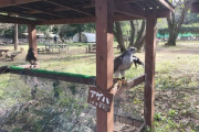 鷹に攻撃される事ができる動物園
