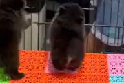 【動画】ペットショップでこんな事されたら困っちゃう(*´д｀*)