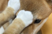 【画像】うちの柴犬が子猫にシャーシャーされまくって退散してたｗｗｗ