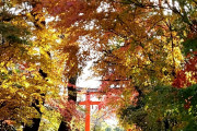 ５５１秋の京都旅。紅葉の寺社仏閣と久しぶりの５５１を堪能する！１日目