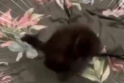 この動きはネコじゃない。ベッドの上でグルングルン！ → 黒い毛玉、ヒャッハーです…