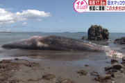 北海道の根室に体長17.8メートルのマッコウクジラが漂着