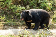 クマに襲われた秋田の警官、鼻が半分取れる
