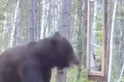韓国人「クマに鏡を見せた結果」