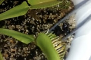 【9秒】食虫植物への餌やり失敗でワロタ動画ｗｗｗｗ