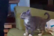 うちの子猫がソファの上にいた。私が買い物バッグを床に置く → 子猫は何度もこうなります…