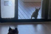 子イヌが家の外にいた。窓にはペットドアがあるけど使い方が分からない → 同居犬はこうします…