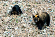 【知床】飼い犬3匹がヒグマに襲われ1匹が死ぬ…北海道羅臼町