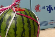 スイカ「瓜の仲間です、そんなフルーツ感は無いです」←コイツが人気な理由