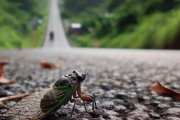 【悲報】セミさん、道端でひっくり返り死んでると思わせて通行人をビックリさせるムーブに突入