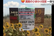 フジTV「外国人観光客のマナー違反のせいでひまわり畑消えました！」 主催者「外国人関係ない！」