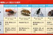 コバエ「1泊だけさせてくれや」ワイ「ええで」