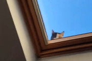 「引っ越し先の天窓を見たら…覗かれてる!?」ニャーと鳴く不審者と目が合う