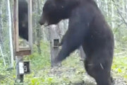 【悲報】クマさん、ビビリ倒す【動画】