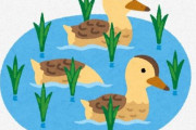 【アイガモ農法】 お仕事がんばえー！ 水田を元気に泳ぎ回るアイガモたち　「癒やし効果も抜群」