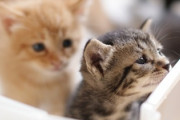 【画像】道端に並んでいるネッコ達の姿が面白すぎるｗｗｗｗ